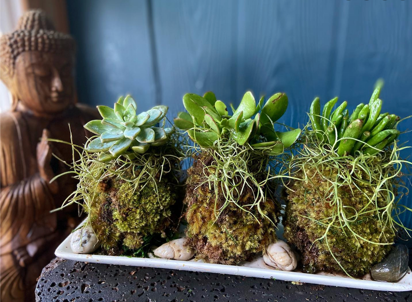 Maui Rainforest Kokedama, Fresh Grown Organic Maui Moss