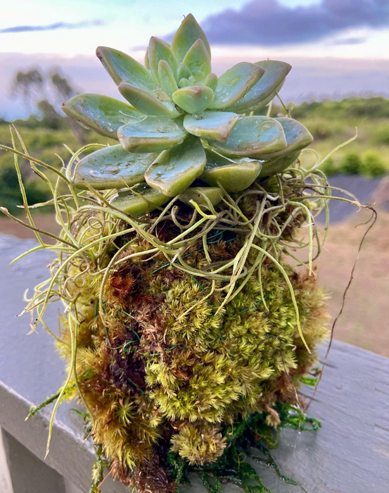 rainforest succulents Mini Organic Succulent Zen Kokedama — Lehua's Forest, Flower Arrangements & Fruit Trees