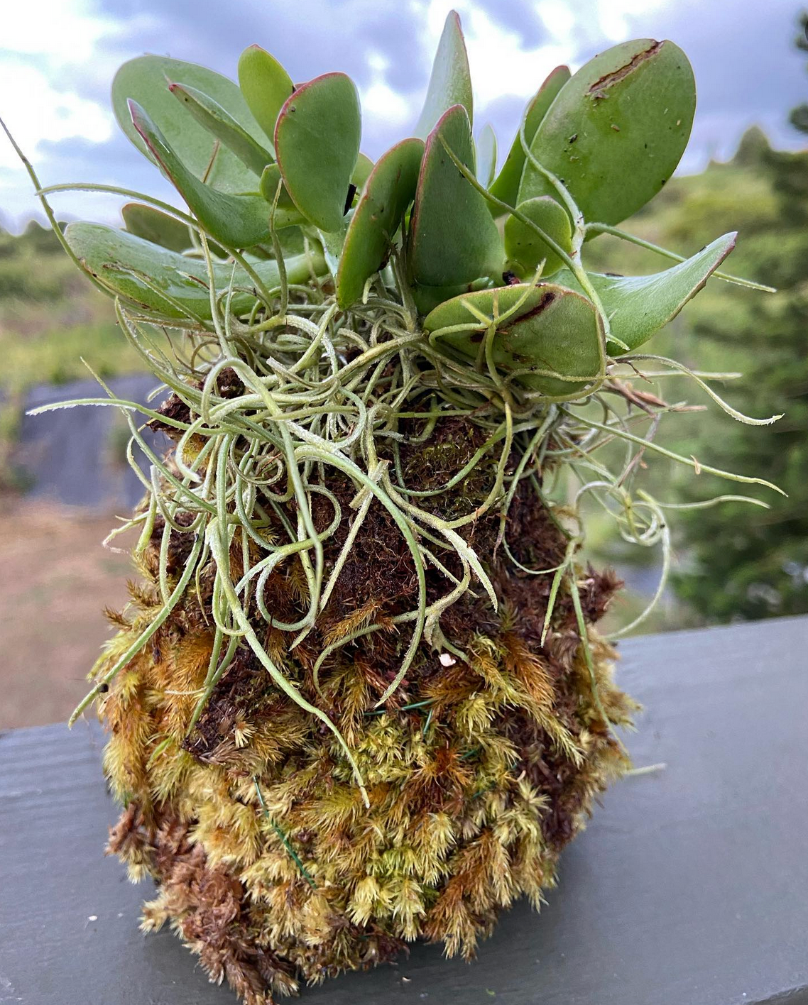 Maui Rainforest Kokedama, Fresh Grown Organic Maui Moss
