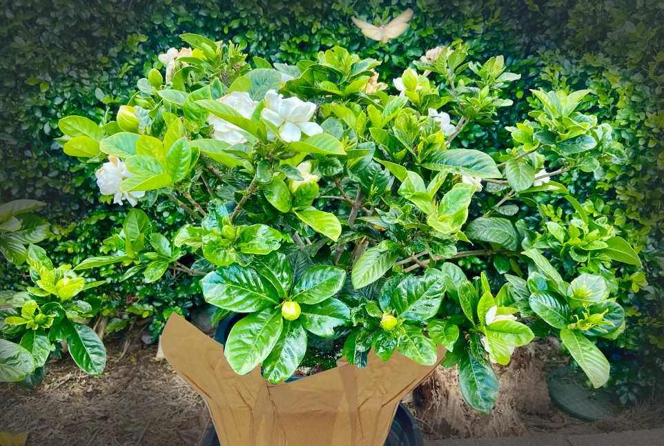 gardenia house plant Maui Flower Delivery ~ Gardenia — Lehua's Forest, Flower Arrangements & Fruit Trees