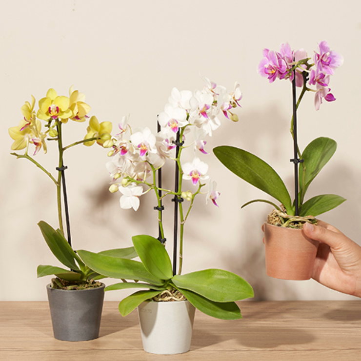 Orchid Arrangements