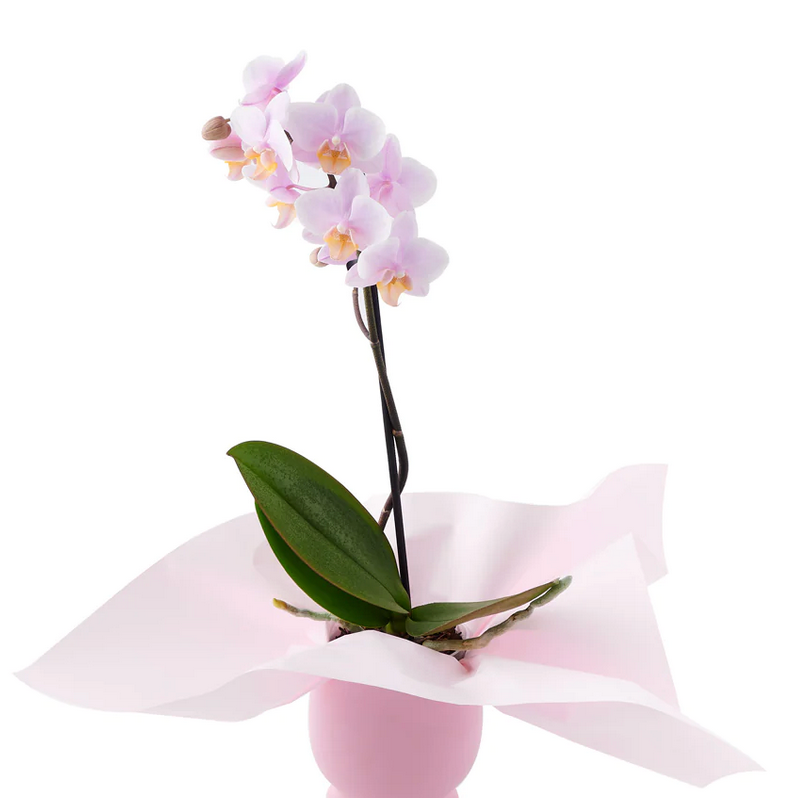 Orchid Arrangements