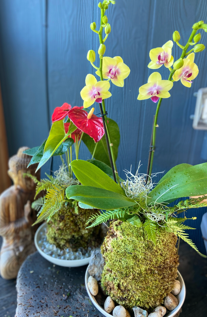 Maui Rainforest Kokedama, Fresh Grown Organic Maui Moss