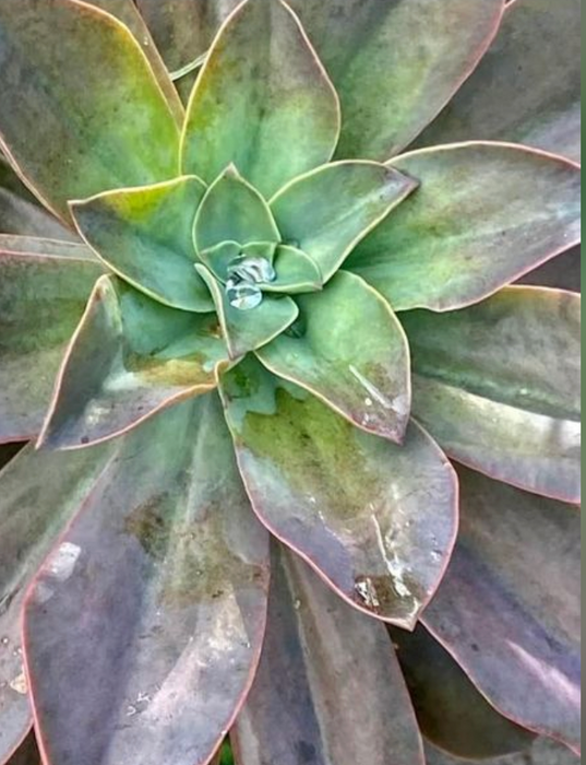 succulents wholesale Wholesale Succulents 50 — Lehua's Forest, Flower Arrangements & Fruit Trees