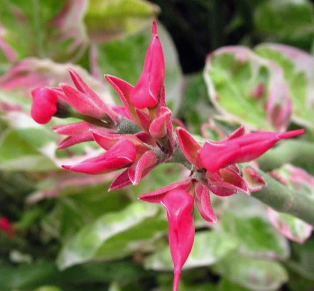 Lipstick Plant, Slipper Pink & Red Succulent variegated, Zig-Zag Plant Pedilanthus Tithymal