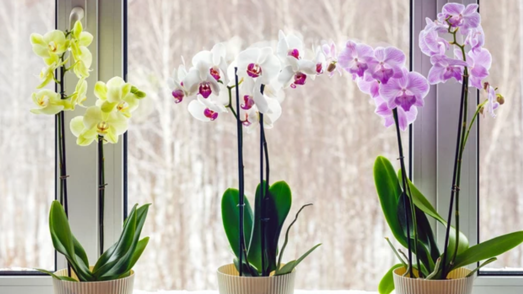 Orchids Wholesale
