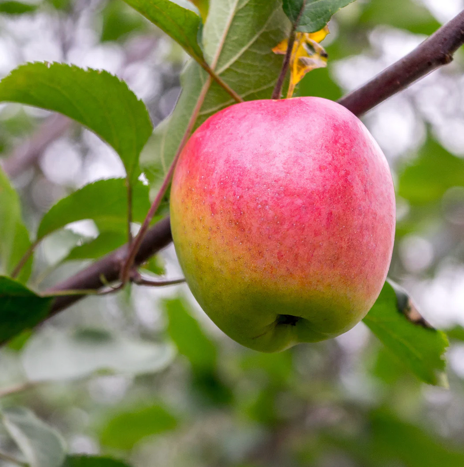 Fruit Trees ~ Plum, Apple, Mango, Avocado, Nectarine, Peach, Pear, Jaboticaba, Guava, Persimmon
