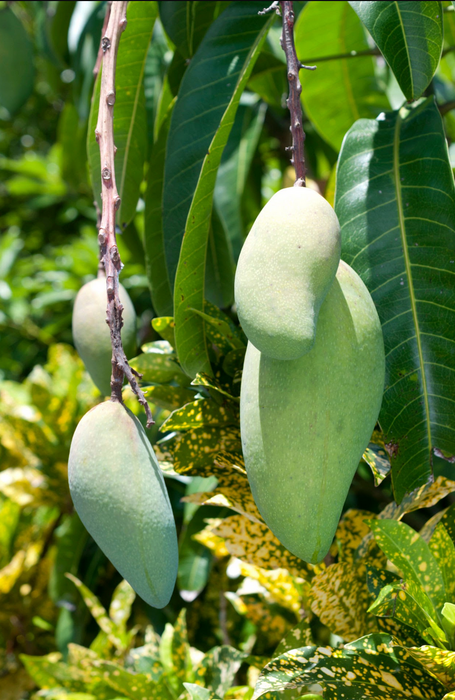 Fruit Trees ~ Plum, Apple, Mango, Avocado, Nectarine, Peach, Pear, Jaboticaba, Guava, Persimmon