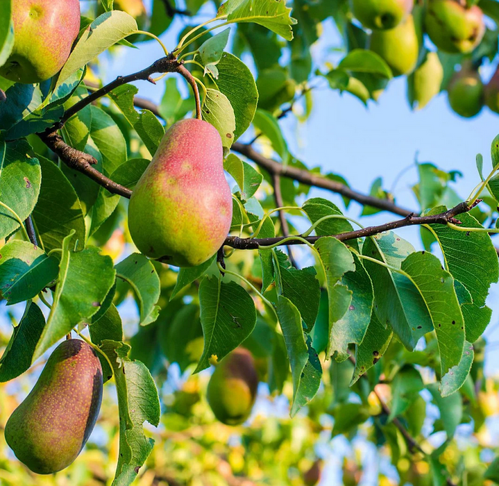 Comprar Fruta Tropical Online A Domicilio Por Internet - Huerta Tropical
