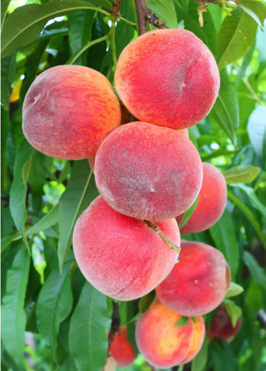 Fruit Trees ~ Plum, Apple, Mango, Avocado, Nectarine, Peach, Pear, Jaboticaba, Guava, Persimmon