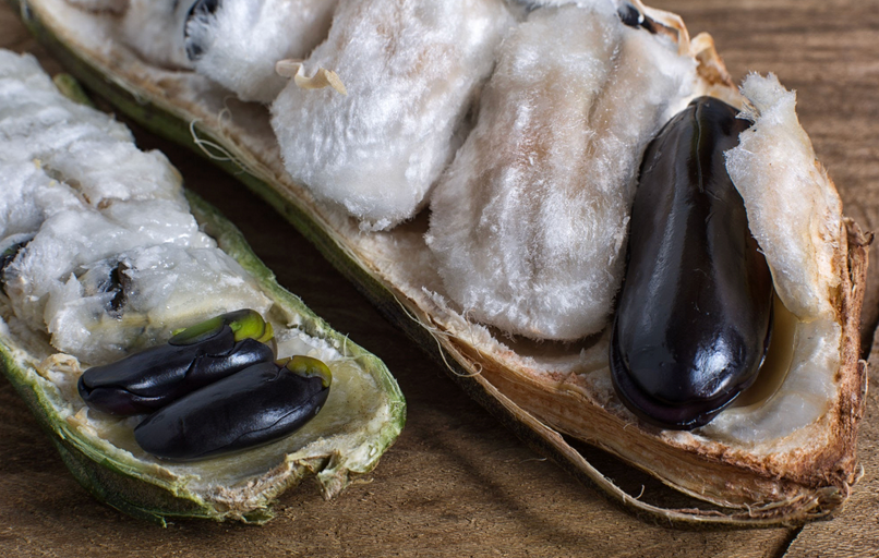 Ice Cream Bean Trees Nature’s Cotton Candy Lehua's Forest, Flower