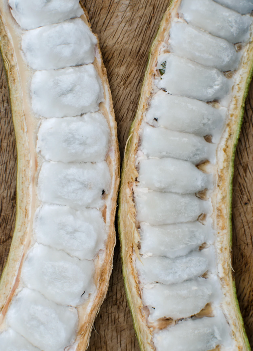 Ice Cream Bean Trees: Nature’s Cotton Candy