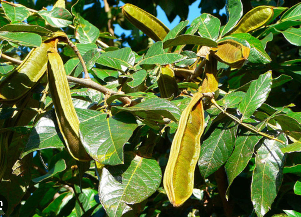 Ice Cream Bean Trees Nature’s Cotton Candy Lehua's Forest, Flower