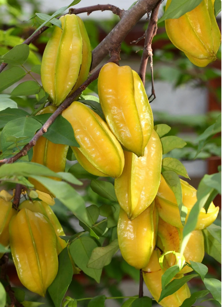 Star Fruit ~ Grafted