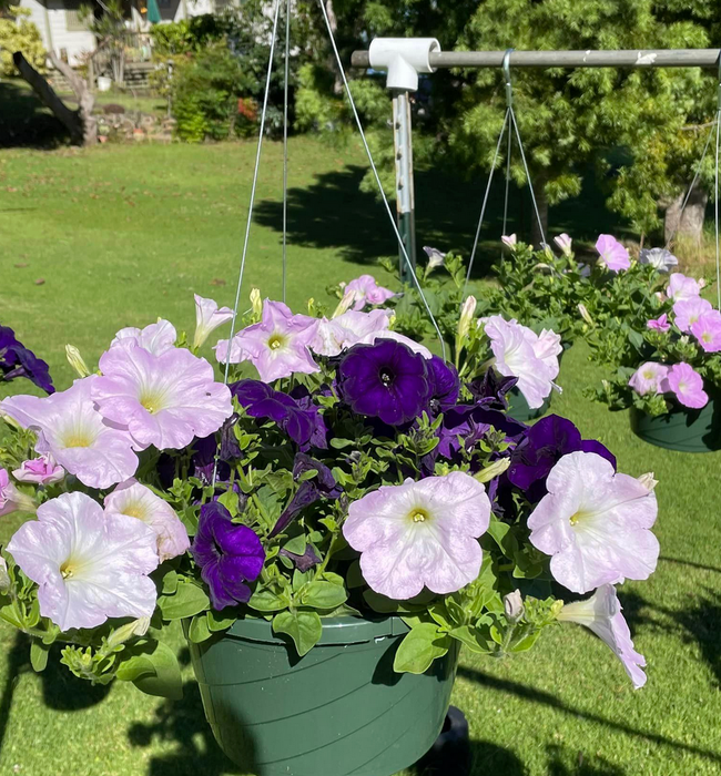 hanging petunia plants for sale Summer Special Hanging Petunias — Lehua's Forest, Flower Arrangements & Fruit Trees