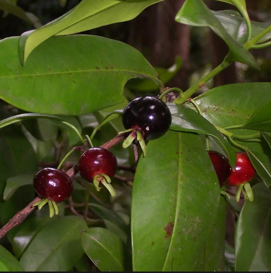 Brazil Cherry