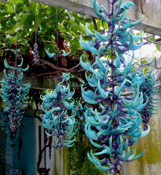 blue jade vine plant for sale Blue Jade Flower Vines — Lehua's Forest, Flower Arrangements & Fruit Trees