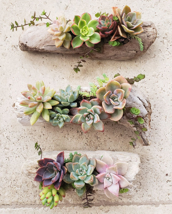 love succulent plants Drift in to Love ~ Succulent Arrangements for Mother's Day