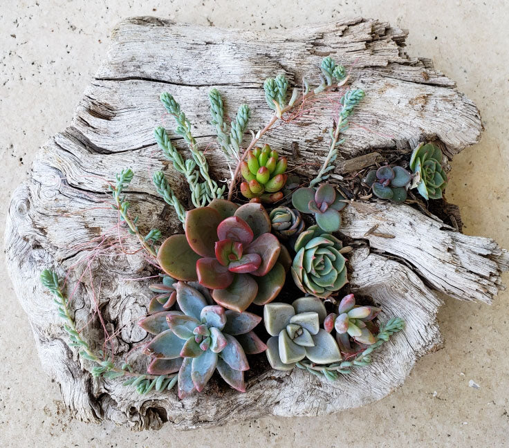 love succulent plants Drift in to Love ~ Succulent Arrangements for Mother's Day