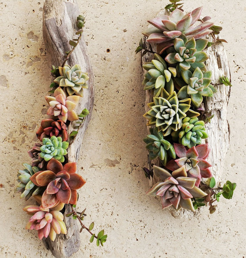Drift in to Love ~ Succulent Arrangements for Mother's Day