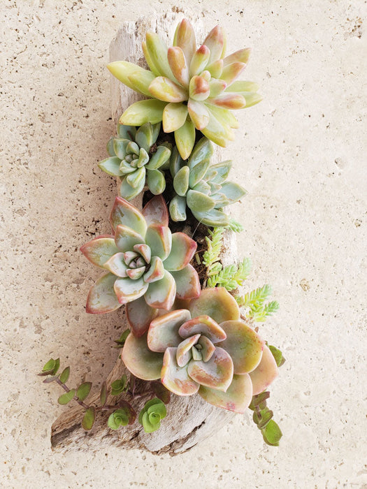 love succulents Drift in to Love ~ Succulent Arrangements for Mother's Day