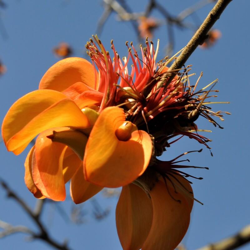 WiliWili Potted Plant GIft ~ Native to Hawaii