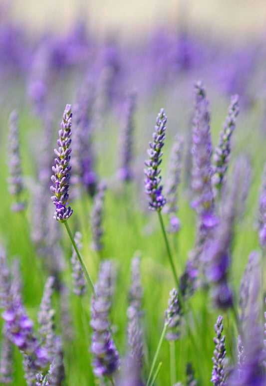Lavender Herb Plant Gift