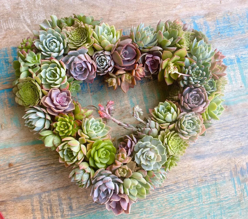 succulent wreath delivery Succulent Wreaths, Cross, Heart, Round for everyday Home Decor