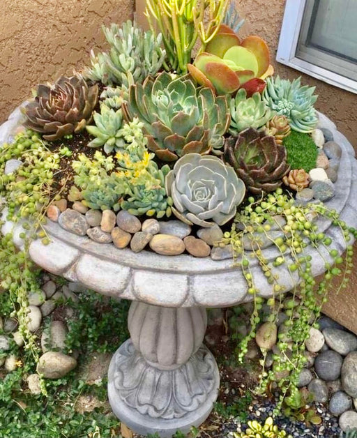 succulent plants in bird bath Bird Bath Succulent Garden