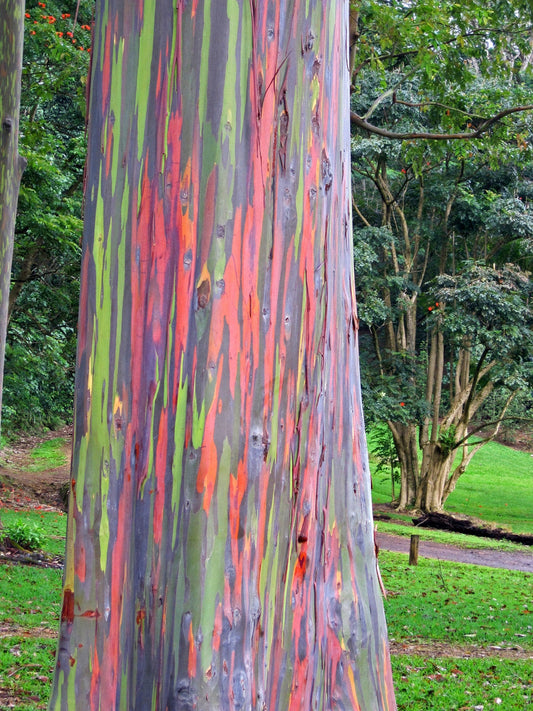 Rainbow Eucalyptus LIMITED RARE AVAILABLITY
